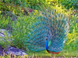 peacock dance