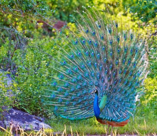 peacock dance