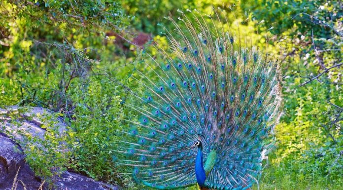 क्यों नहीं नाचते अब बागों में मोर ? peacock dance