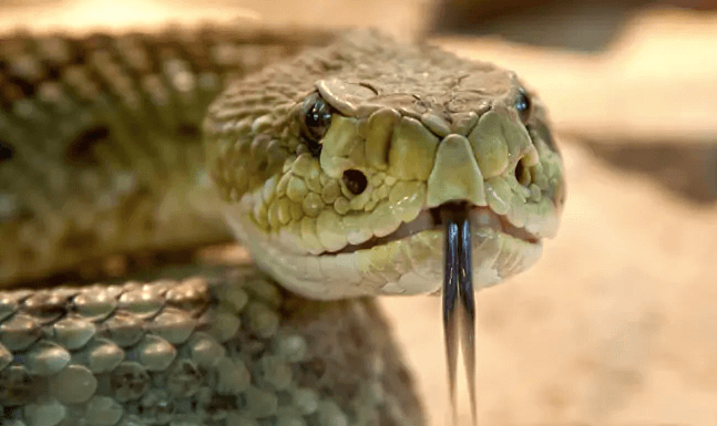 dead-snake-bite-us-man