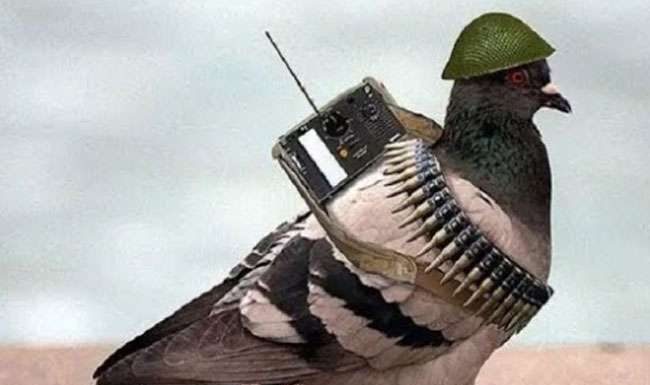 pakistani spy pigon