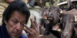 pakistan pm imran khan