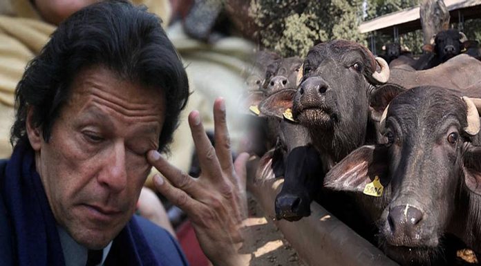 pakistan pm imran khan